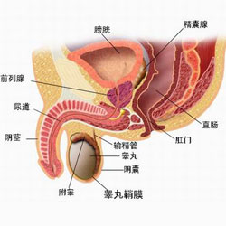 珠海前列腺肥大对性功能有影响吗